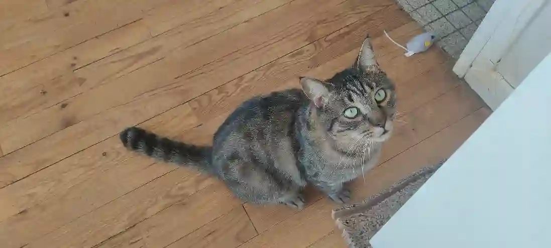 Chat Perdu 31 Haute-Garonne Toulouse - Tichat Chat Perdu 31 Haute-Garonne Toulouse - Tichat
