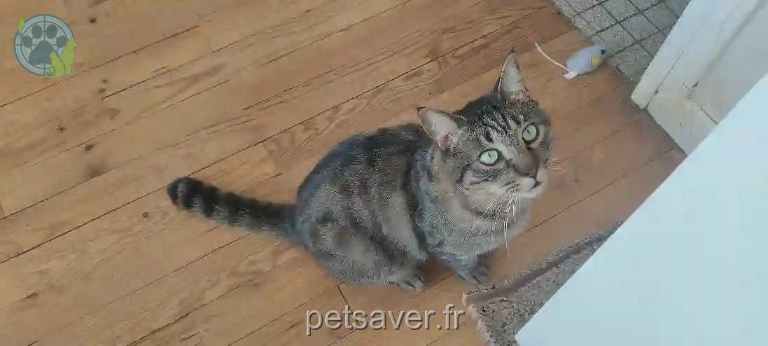 Chat Perdu 31 Haute-Garonne Toulouse - Tichat Chat Perdu 31 Haute-Garonne Toulouse - Tichat