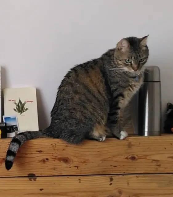 chat lost    Toulouse Tima