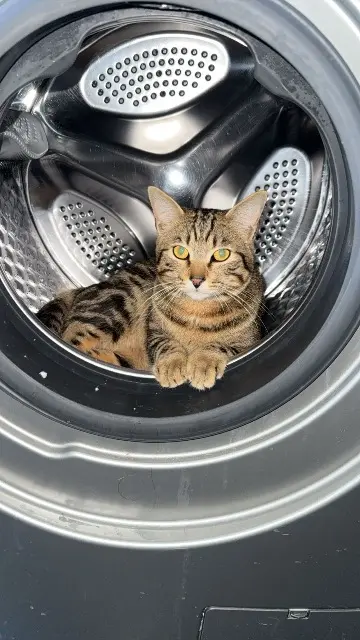 chat lost    Toulouse Titiwe