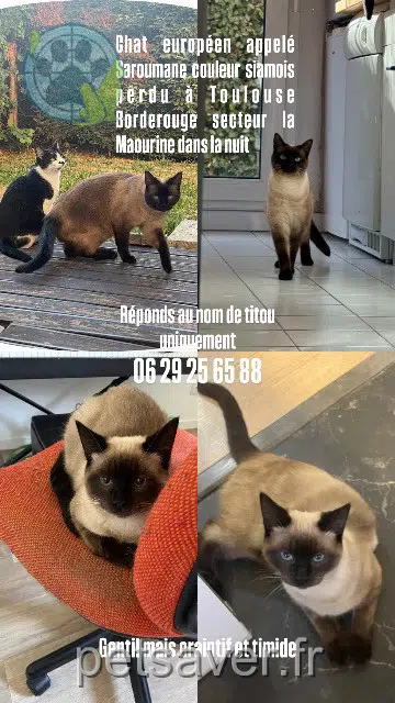 chat lost    Toulouse Titou