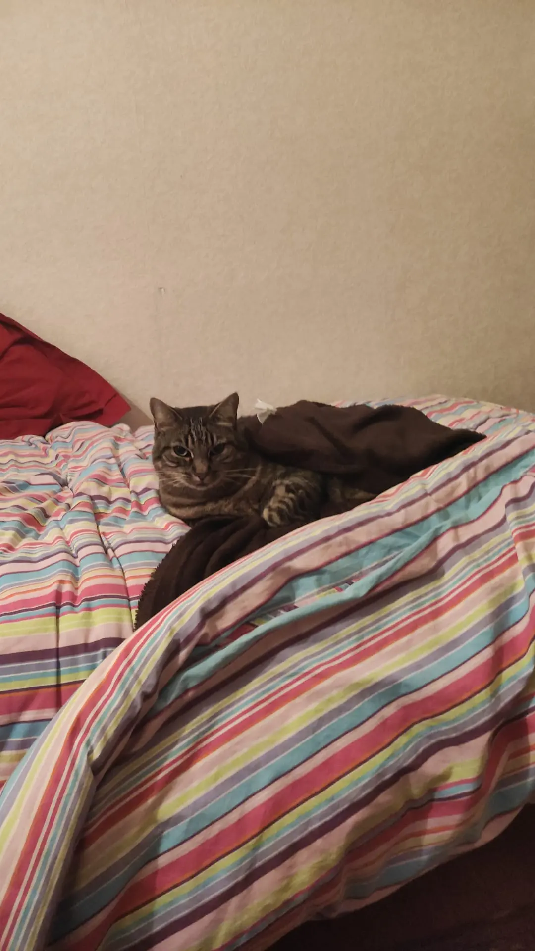 Chat Perdu 31 Haute-Garonne Toulouse - Tommy Chat Perdu 31 Haute-Garonne Toulouse - Tommy