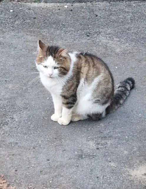 chat lost    Toulouse Tyson