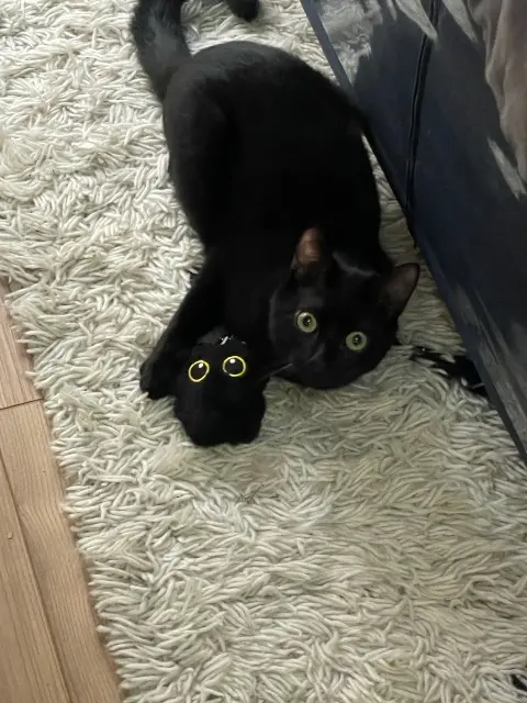 chat lost    Toulouse Varg