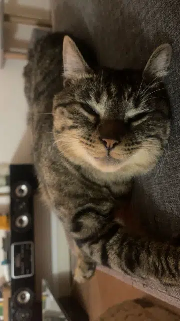 chat lost    Toulouse Velvet