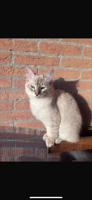chat lost    Toulouse Volt