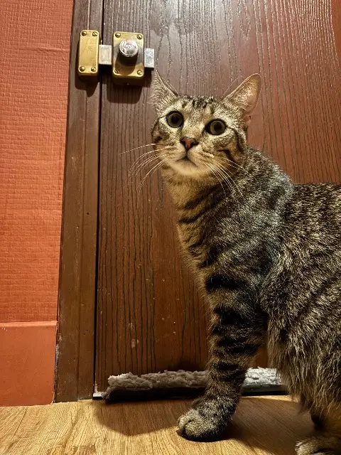 gato perdido Toulouse Walty gato lost Toulouse Walty