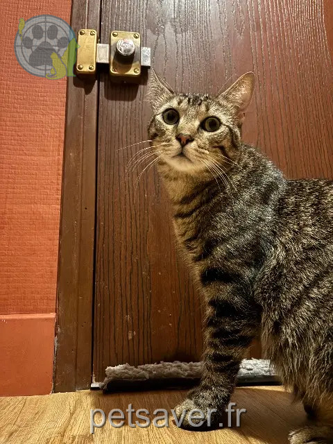 Kater vermisst Toulouse Walty Kater lost Toulouse Walty