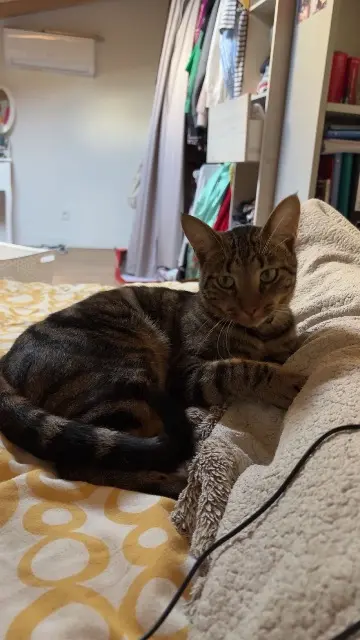 chat lost    Toulouse Yoko