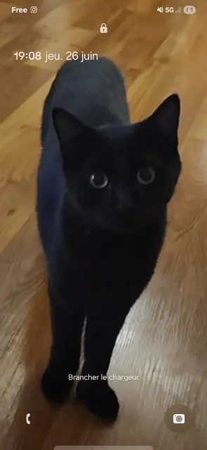 chat lost    Toulouse Yoru