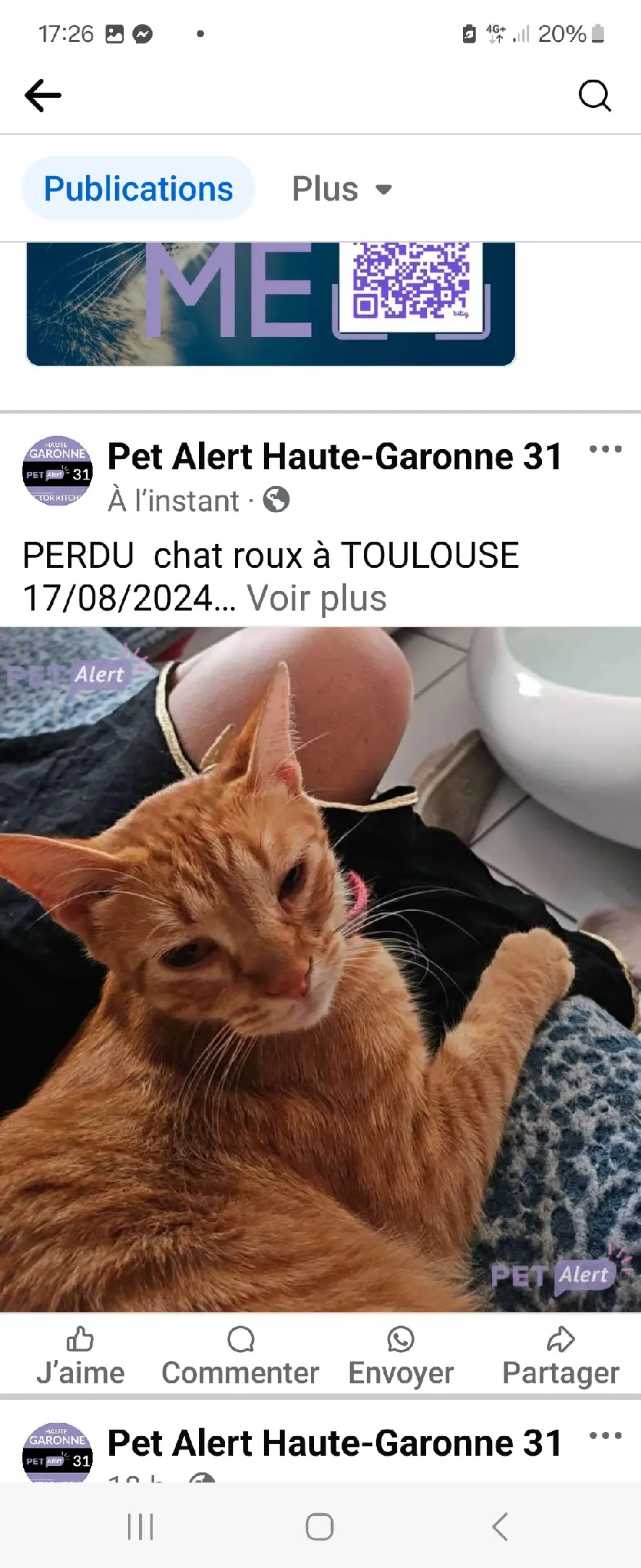 Chat Perdu 31 Haute-Garonne Toulouse