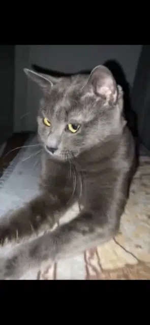 chat lost    Toulouse Éclère