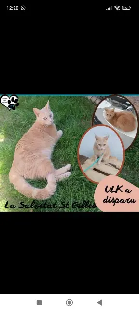 chat lost   31880 La Salvetat-Saint-Gilles Ulk