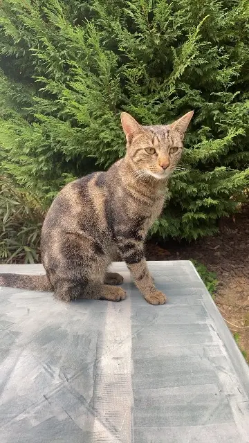 Kater vermisst 31270 Cugnaux Ulysse Kater lost 31270 Cugnaux Ulysse