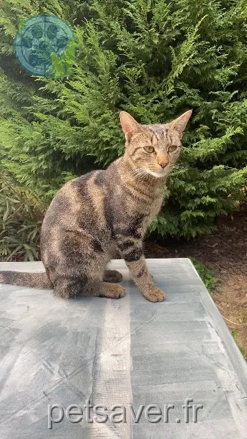kater vermist 31270 Cugnaux Ulysse kater lost 31270 Cugnaux Ulysse