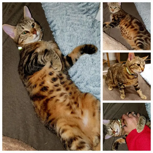 Kater vermisst 31150 Gratentour Vaiano Kater lost 31150 Gratentour Vaiano