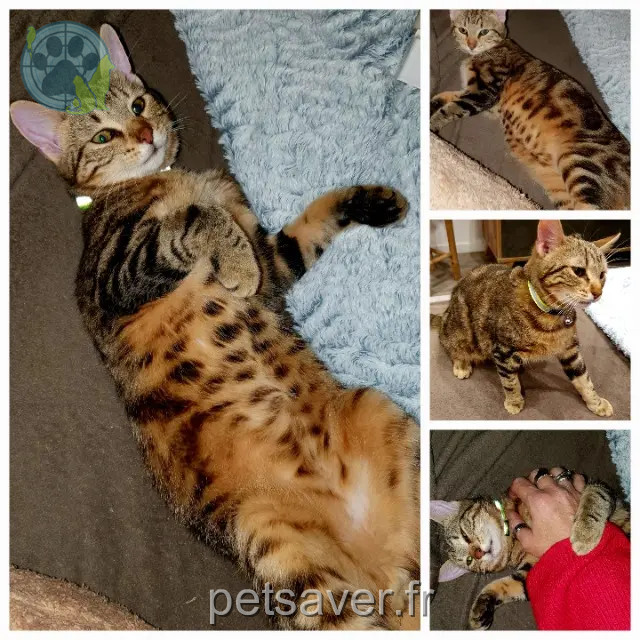 kater vermist 31150 Gratentour Vaiano kater lost 31150 Gratentour Vaiano