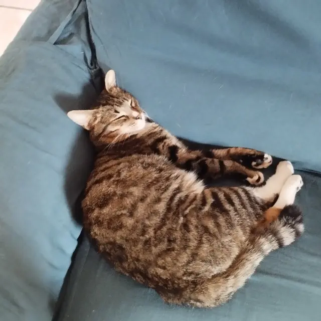 chat lost   31190 Auterive Velvet