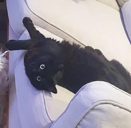 chat lost   31340 Vacquiers Waldo