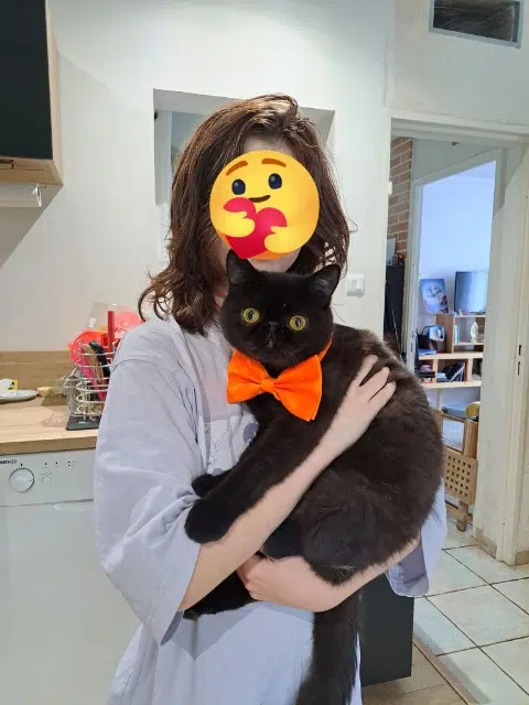 chat lost   31600 Muret Wonka