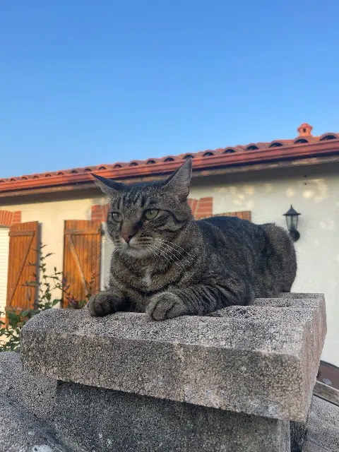 gatto perso 31870 Lagardelle-sur-Lèze Woody gatto lost 31870 Lagardelle-sur-Lèze Woody
