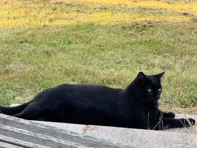 chat lost   31320 Péchabou Wooly