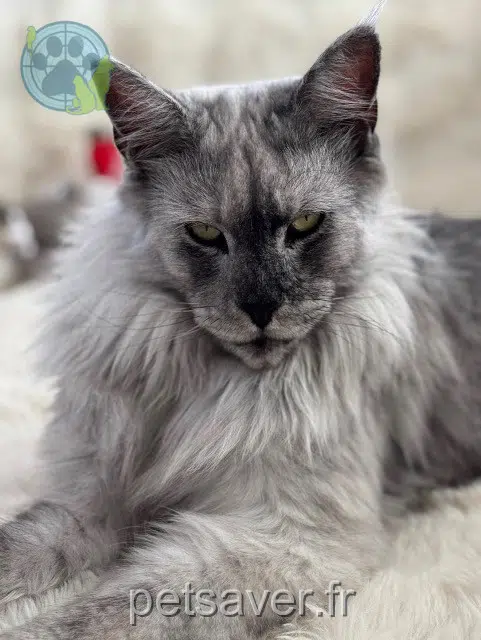 Kater lost   31700 Cornebarrieu Yeti