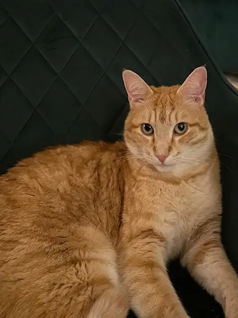 chat lost   31240 L'Union Yoda