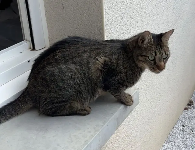 chat lost   31830 Plaisance-du-Touch Yoshi