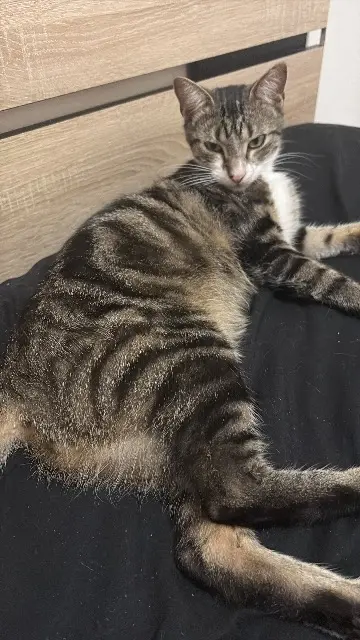 chat lost   31840 Seilh Youpi