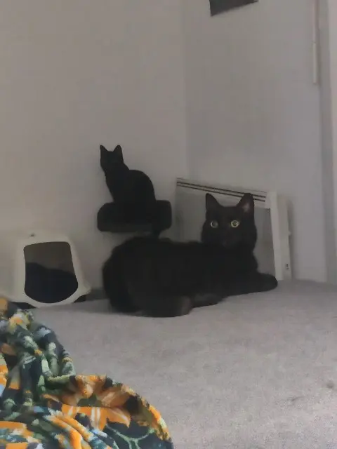 chat lost   31600 Muret Zelda