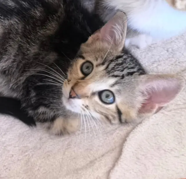 kater vermist 31190 Esperce Zeus kater lost 31190 Esperce Zeus