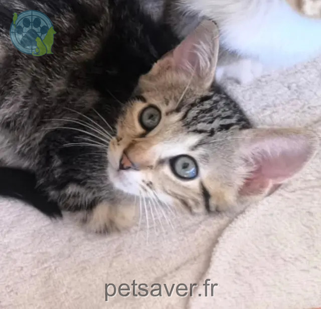 Kater vermisst 31190 Esperce Zeus Kater lost 31190 Esperce Zeus