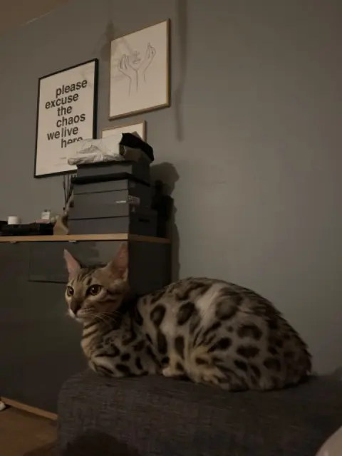chat lost   31140 Aucamville Zganja