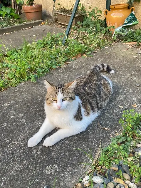 chat lost   31770 Colomiers Zola