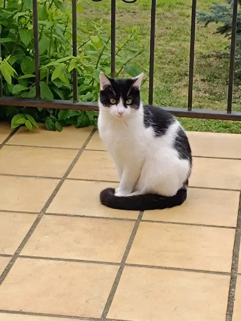 chat lost   31450 Labastide-Beauvoir Zorro