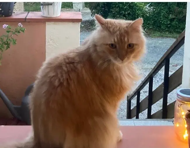 Chat Perdu 31 Haute-Garonne Chat Perdu 31 Haute-Garonne