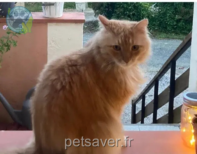 Chat Perdu 31 Haute-Garonne Chat Perdu 31 Haute-Garonne