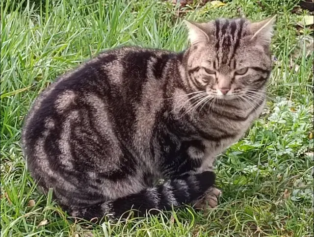 chat lost    Тулуза Mischa