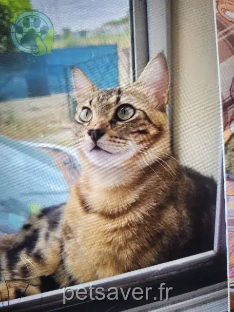 gatto lost   31120 Portet-sur-Garonne Titi