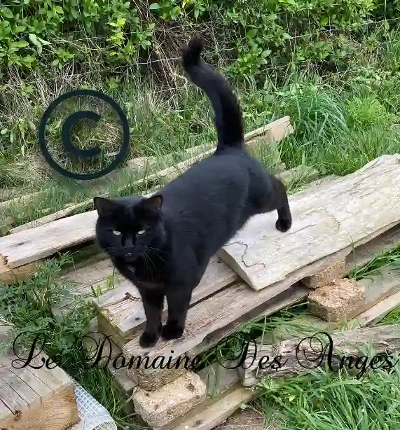 Chat Perdu 32 Gers Chat Perdu 32 Gers