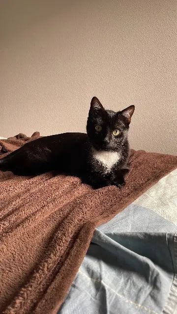 chat lost   32120 Solomiac Albus