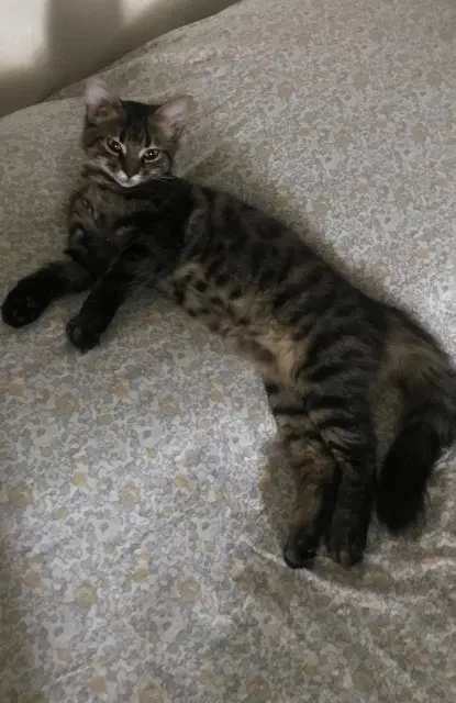 chat lost   32700 Lectoure Anatole