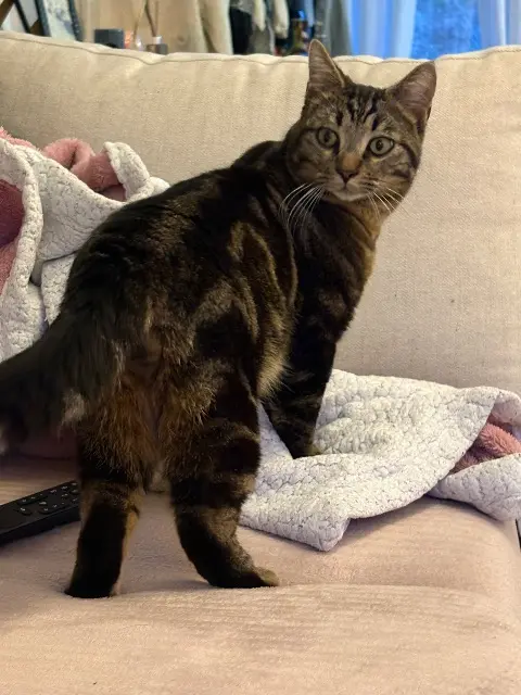 chat lost   32000 Auch Baloon