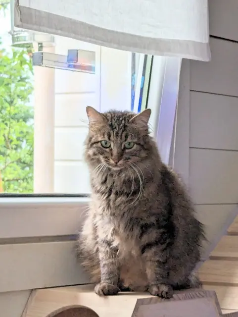 chat lost   32400 Saint-Germé Bandit