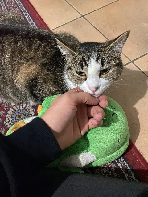 chat lost   32430 Cologne Carti