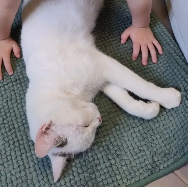 chat lost   32440 Castelnau d'Auzan Labarrère Uno