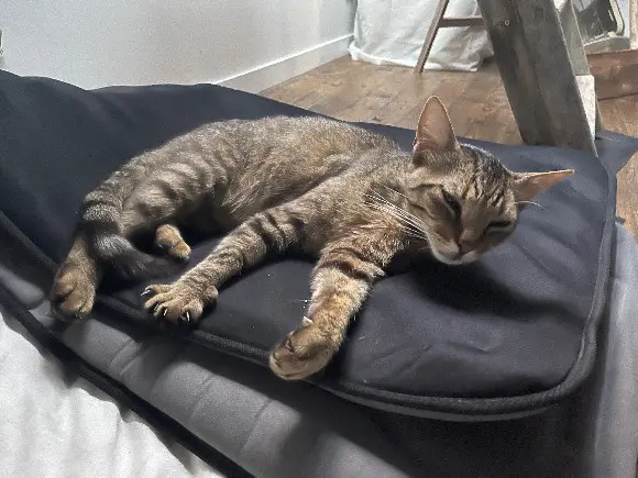 Chat Perdu 32 Gers Castelnau d'Auzan Labarrère Chat Perdu 32 Gers Castelnau d'Auzan Labarrère