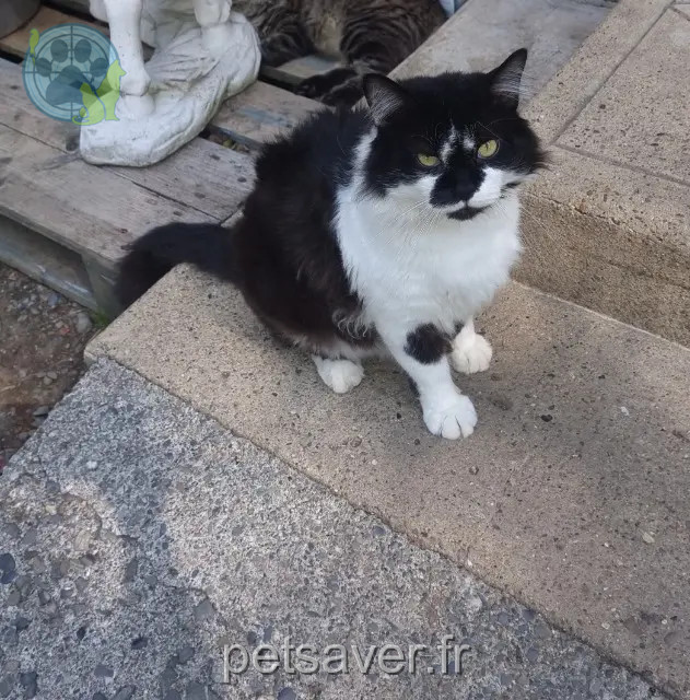 Kater vermisst 32140 Panassac Chatchouloulou Kater lost 32140 Panassac Chatchouloulou