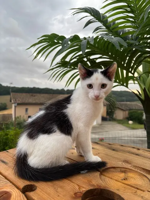 chat lost   32810 Montaut-les-Créneaux Chip’s
